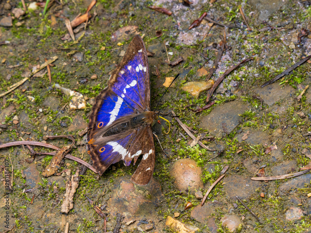 Purple Emperor Butterfly. Wings Open