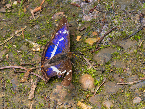 Obraz na płótnie Purple Emperor Butterfly. Wings Open w salonie