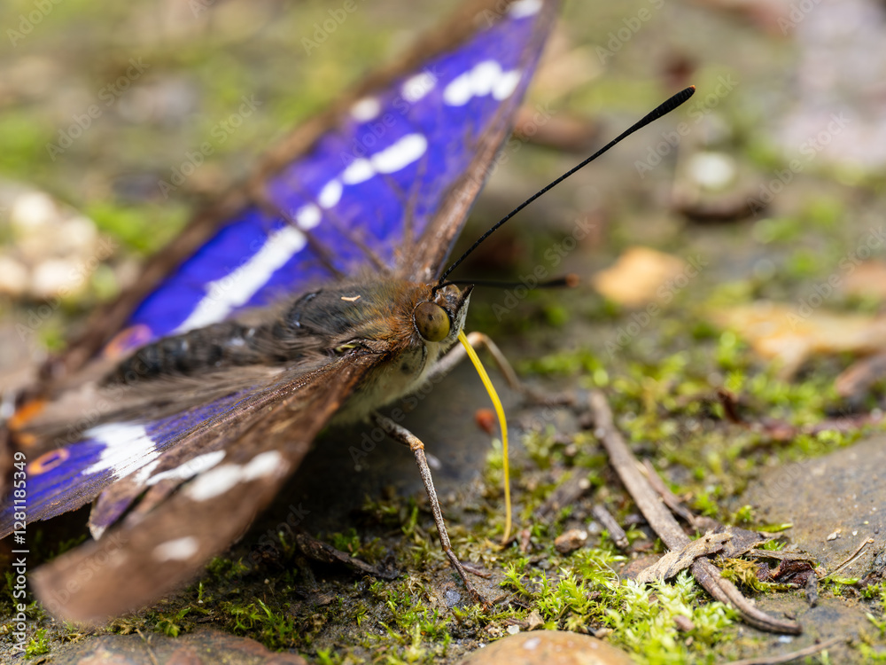 Purple Emperor Butterfly. Wings Open