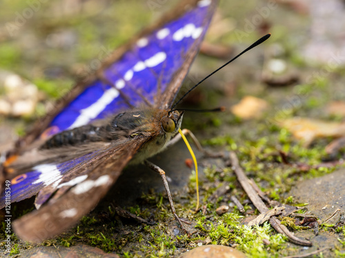 Obraz na płótnie Purple Emperor Butterfly. Wings Open w salonie