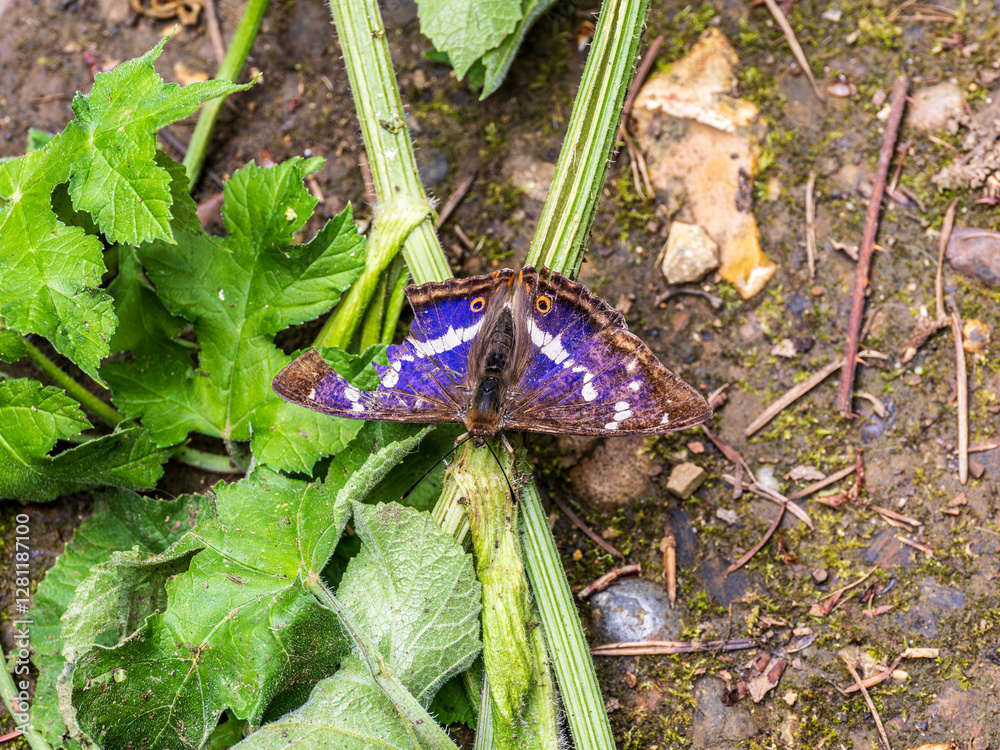 Purple Emperor Butterfly. Wings Open