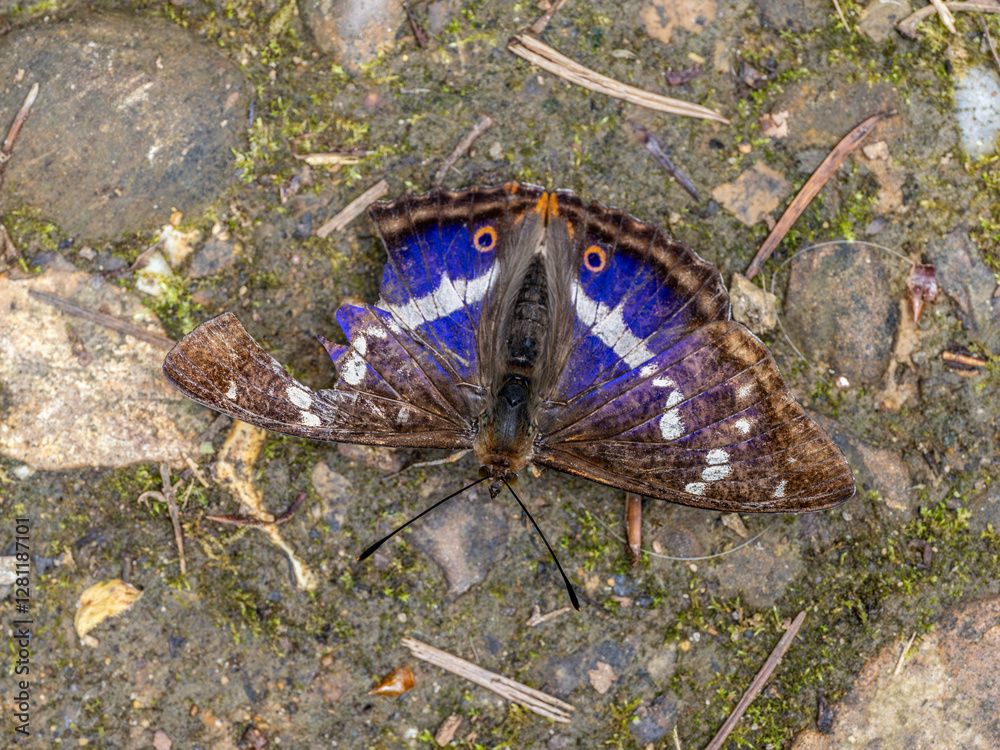 Purple Emperor Butterfly. Wings Open