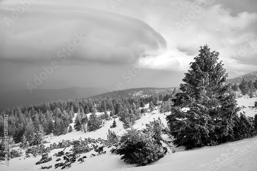 Fototapeta Naklejka Na Ścianę i Meble -  mountainside covered with coniferous forest in winter in the Karkonosze mountains