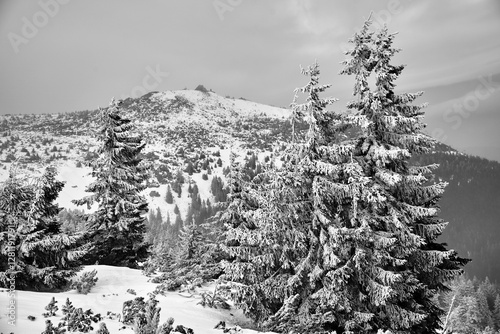 Fototapeta Naklejka Na Ścianę i Meble -  coniferous tree covered with snow on a mountainside in winter in the Karkonosze mountains