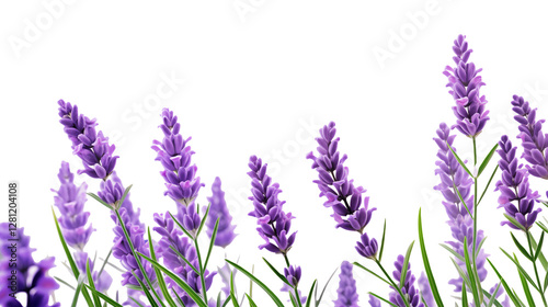 Purple Lavender Flowers Background Image for Design Projects