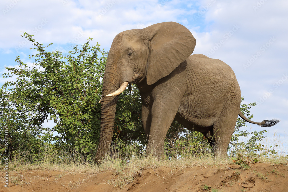 Obraz premium Afrikanischer Elefant / African elephant / Loxodonta africana