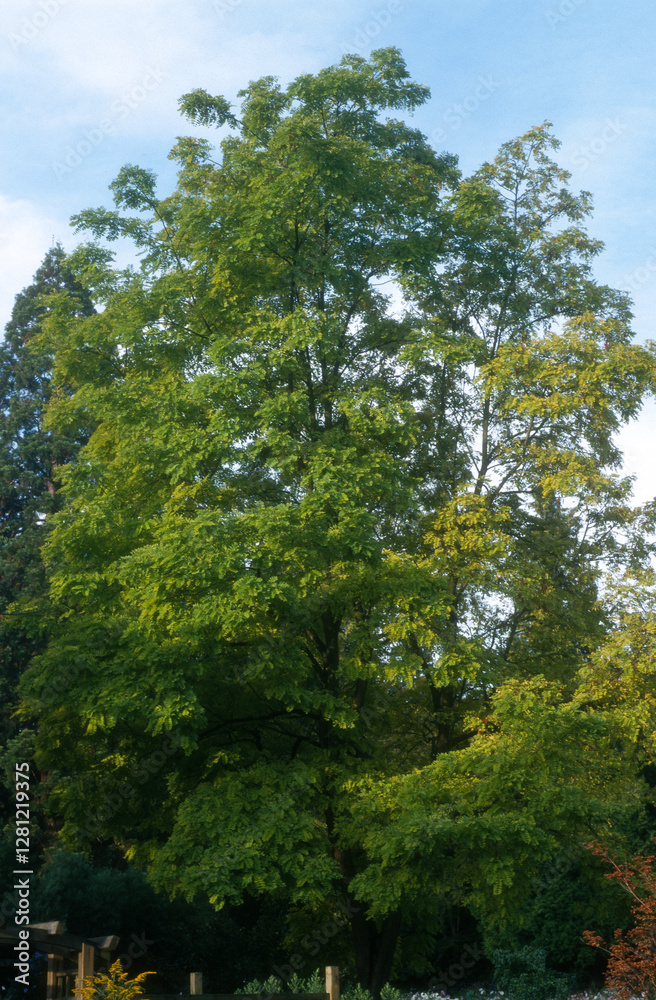 Robinier, Robinia pseudoacacia 'L.Frisia Robinier, Robinia pseudoacacia 'L.Frisia