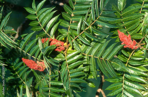 Sumac vinaigrier, Rhus typhina photo