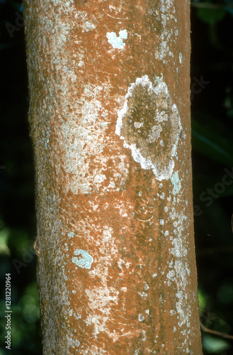 écorce, trons, arbre maca blanca, vochysia hondurensis, Mexique photo