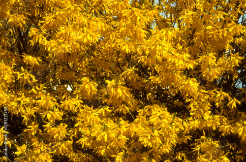 Forsythia 'Lynwood ' photo