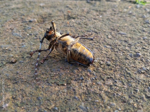 Close-up of batocera rubus which is a species of beetle in the family Cerambycidae. A clay insect animal that lives in the wild. photo