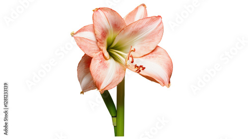 Amaryllis flowers