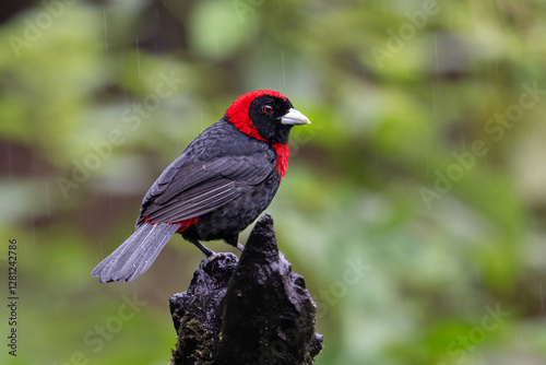 The crimson-collared tanager, Ramphocelus sanguinolentus, is a small songbird