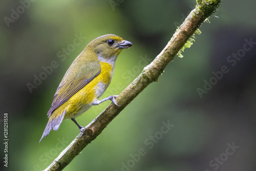 The yellow-throated euphonia, Euphonia hirundinacea, female photo