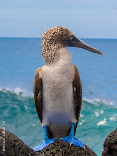  Galapagos blue footed booby
