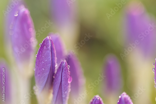 a bed of violet crocuses in winter, buds of a crocus with drops of water, raindrops on violet flowers, harbinger of spring, early bloomer, harbinger of spring, green background, still closed flower