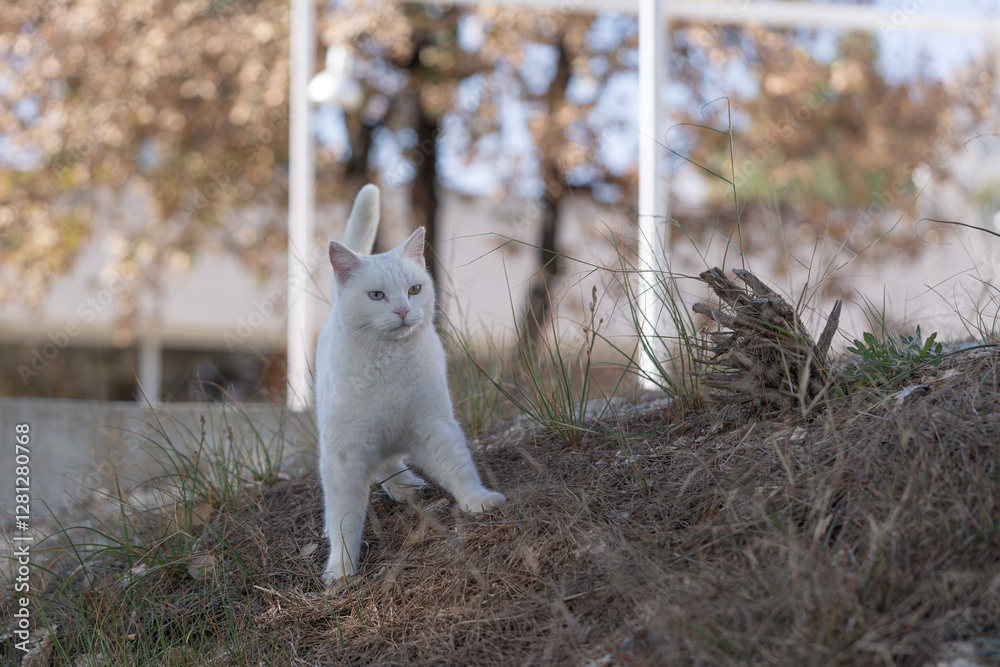 Full outdoor shot of a white cat. Cat is adult, medium-sized, and alert, with light blue eyes. It stands on a slight incline of dried brown grass and dirt, looking directly ahead and slightly to the Full outdoor shot of a white cat. Cat is adult, medium-sized, and alert, with light blue eyes. It stands on a slight incline of dried brown grass and dirt, looking directly ahead and slightly to the