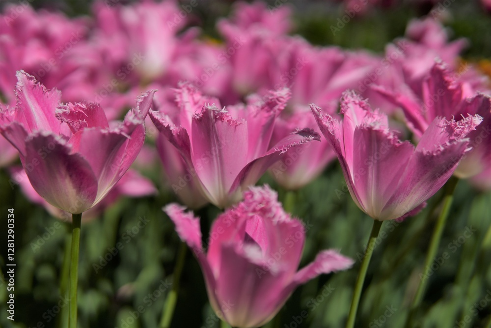 Delicate Pink Fringed Tulips Close-up with Garden Depth Effect Delicate Pink Fringed Tulips Close-up with Garden Depth Effect