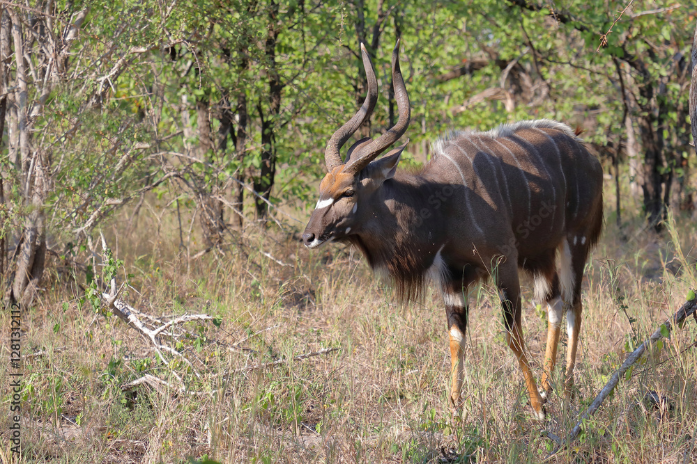 Fototapeta premium Nyala / Nyala / Tragelaphus angasii.