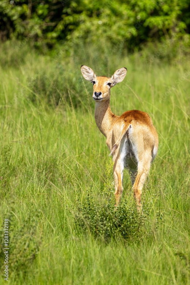 A young female Ugandan kob antelope, kobus kob thomasi, in Queen Elizabeth National Park, Uganda. Female kobs are sociable and live in small herds with other females and their young A young female Ugandan kob antelope, kobus kob thomasi, in Queen Elizabeth National Park, Uganda. Female kobs are sociable and live in small herds with other females and their young