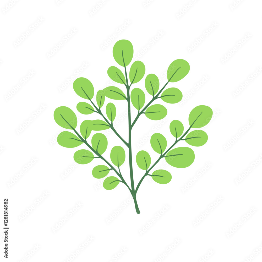 2D flat vector illustration Moringa icon isolated on a white background.
2D flat vector illustration Moringa icon isolated on a white background.
