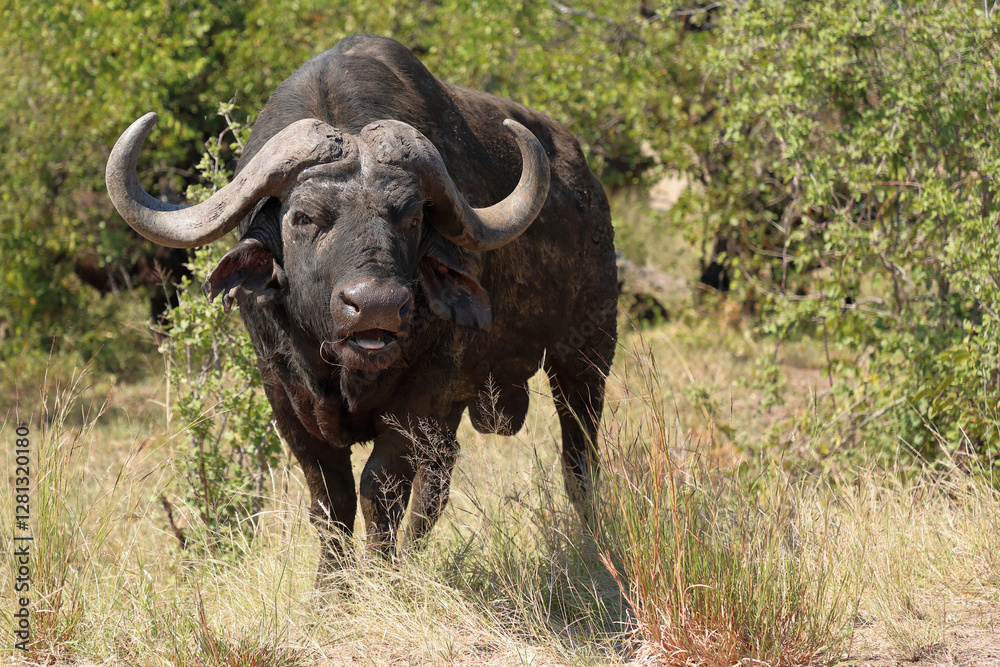 Kaffernbüffel / African buffalo / Syncerus caffer Kaffernbüffel / African buffalo / Syncerus caffer