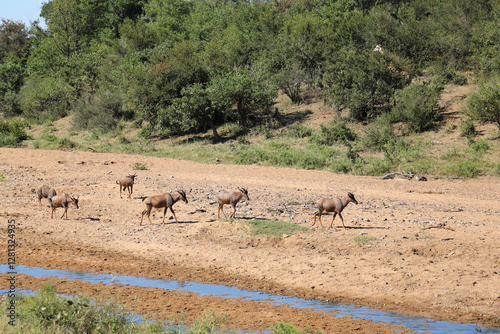 Leierantilope im Tsendze River / Common tsessebe in Tsendze River / Damaliscus lunatus photo