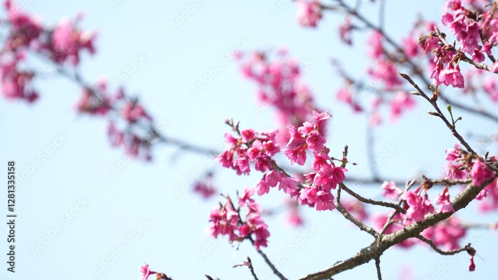 4k video soft focus cherry blossom and tiger lily, pink and white flower background
4k video soft focus cherry blossom and tiger lily, pink and white flower background