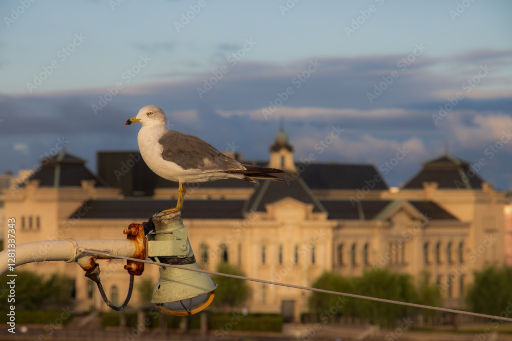 Obraz premium カモメ