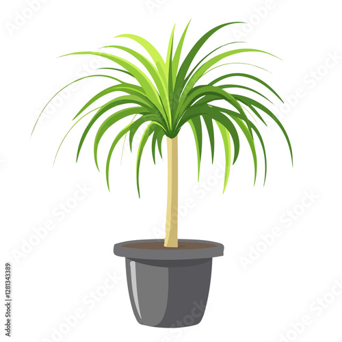 2D flat vector illustration Ponytail Palm icon isolated on a white background.

