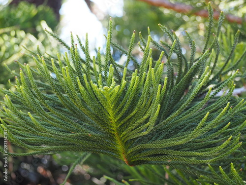 Norfolk lsland Pine has green leaves with small, pointed tips that overlap into dense scales. Branches and leaves emerge from trunk in layers like an umbrella. Araucaria cookii R.Br.(Salisb.) Franco.
 photo