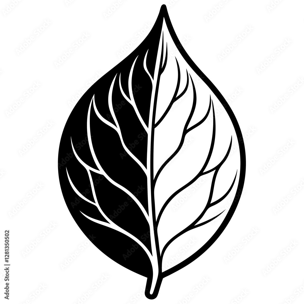 Coffee leaf dried dark brown, white background Coffee leaf dried dark brown, white background