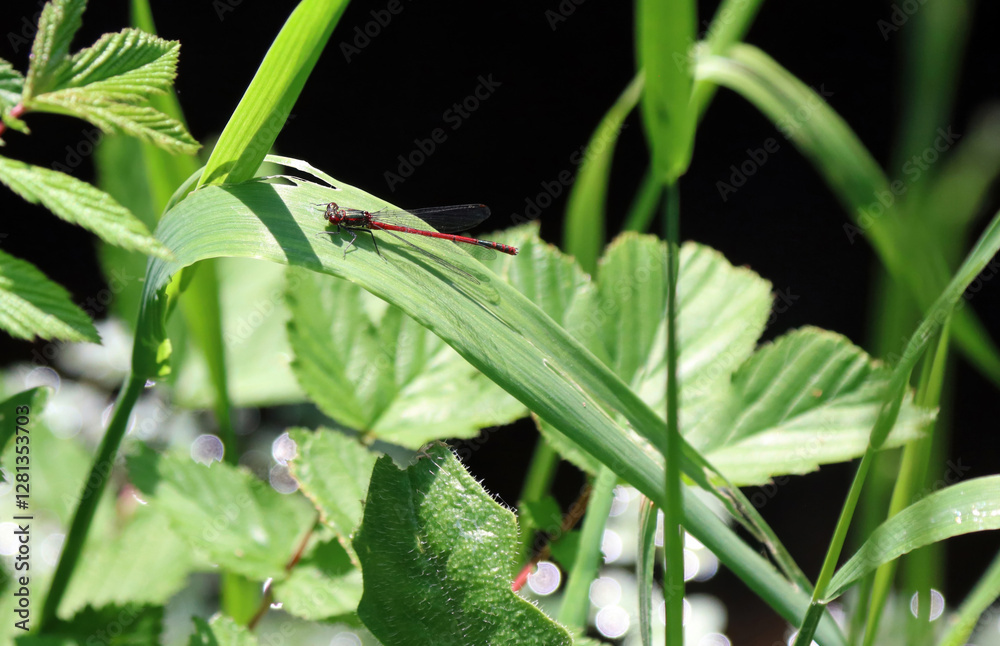 Macro image of a Large Red Damselfly, Devon, England
Macro image of a Large Red Damselfly, Devon, England