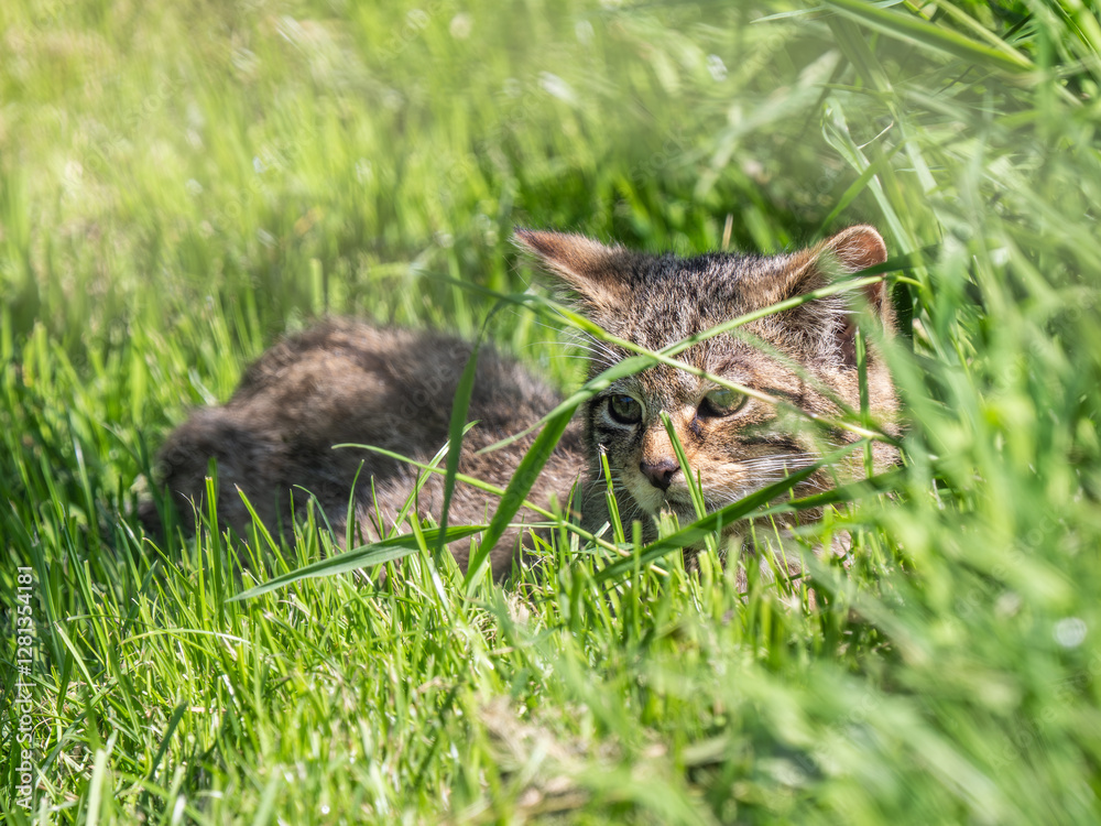 Scottish Wildcat Kitten in Grass Scottish Wildcat Kitten in Grass