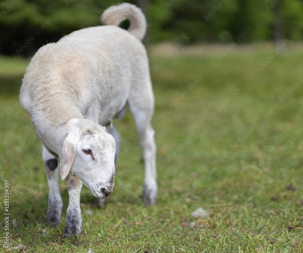 Young white sheep lamb studying something
