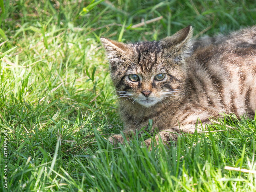 Scottish Wildcat Kitten in Grass
