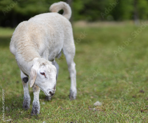 Obraz na płótnie Young white sheep lamb studying something w salonie