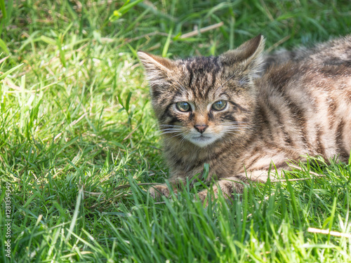 Obraz na płótnie Scottish Wildcat Kitten in Grass w salonie