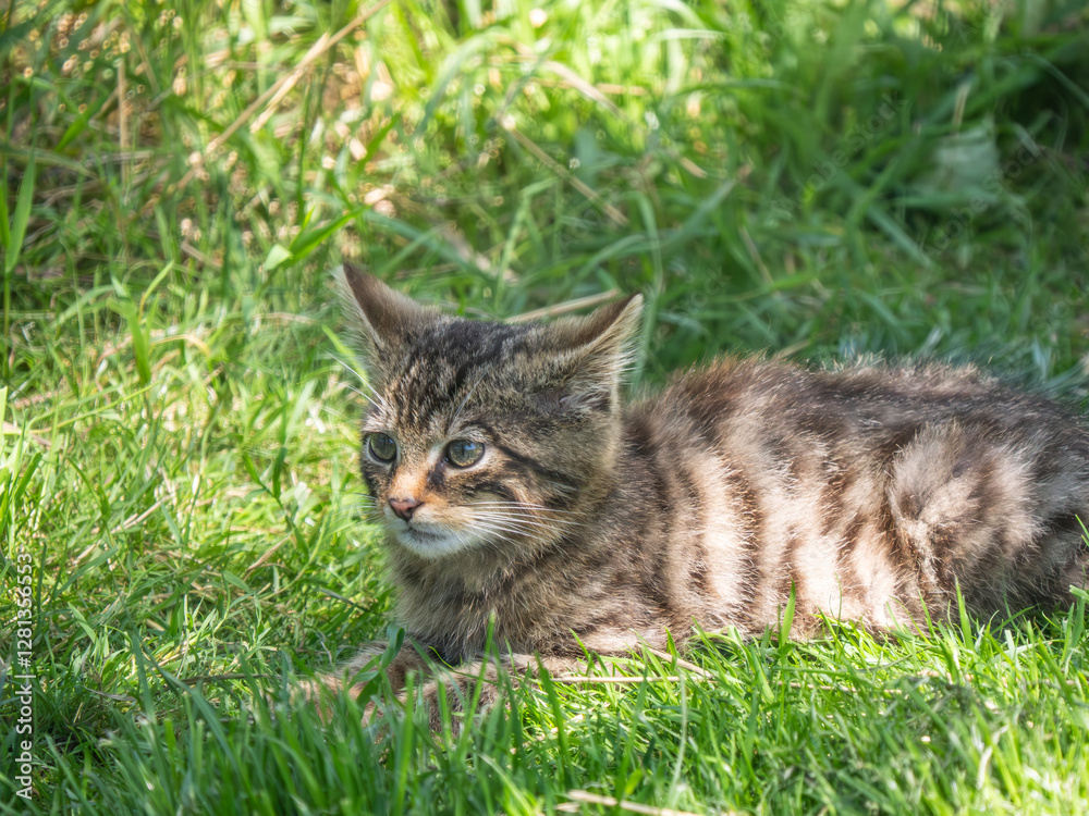 Scottish Wildcat Kitten in Grass Scottish Wildcat Kitten in Grass