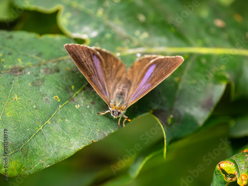 Purple Hairstreak on an Oak Tree photo