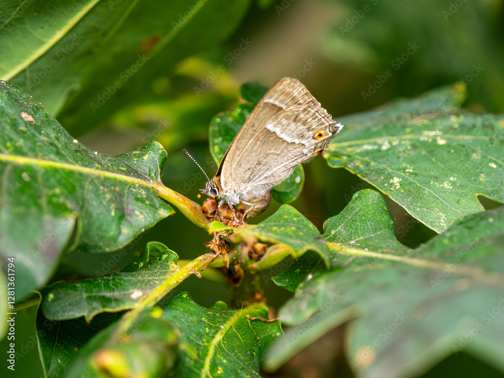 Purple Hairstreak on an Oak Tree
