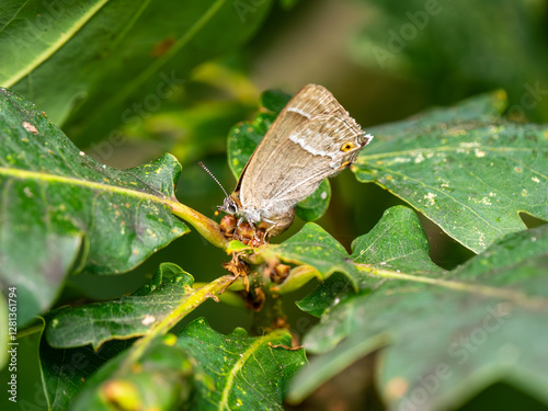 Obraz na płótnie Purple Hairstreak on an Oak Tree w salonie