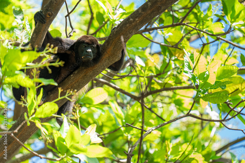 Fototapeta premium Howler monkey resting on a tree branch in a tropical forest