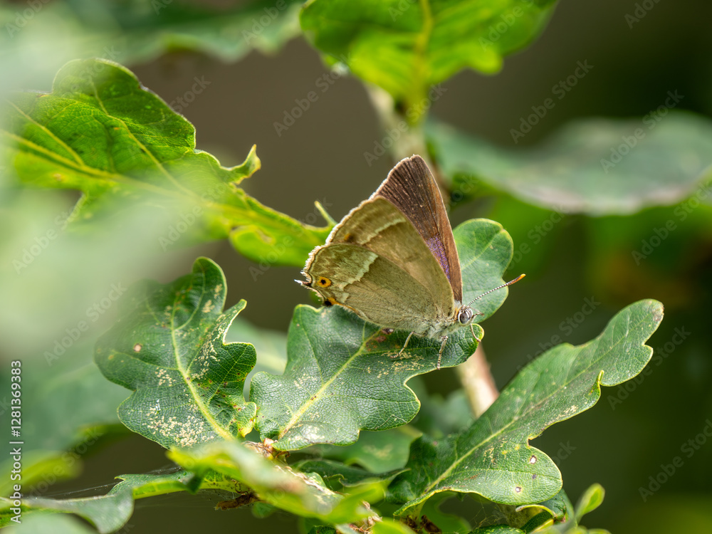 Purple Hairstreak on an Oak Tree
