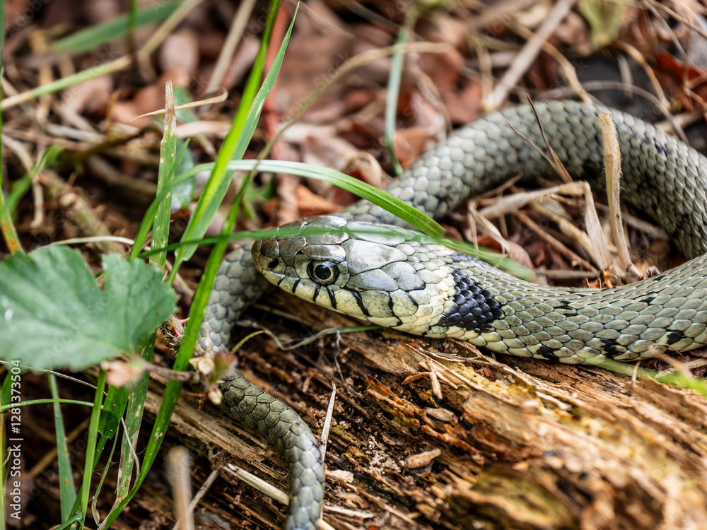 Grass Snake Basking on a Log Grass Snake Basking on a Log