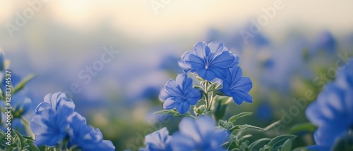 Serene field of blue plumbago flowers bathed in warm sunlight soft focus floral beauty tranquil nature scene delicate petals artistic botanical