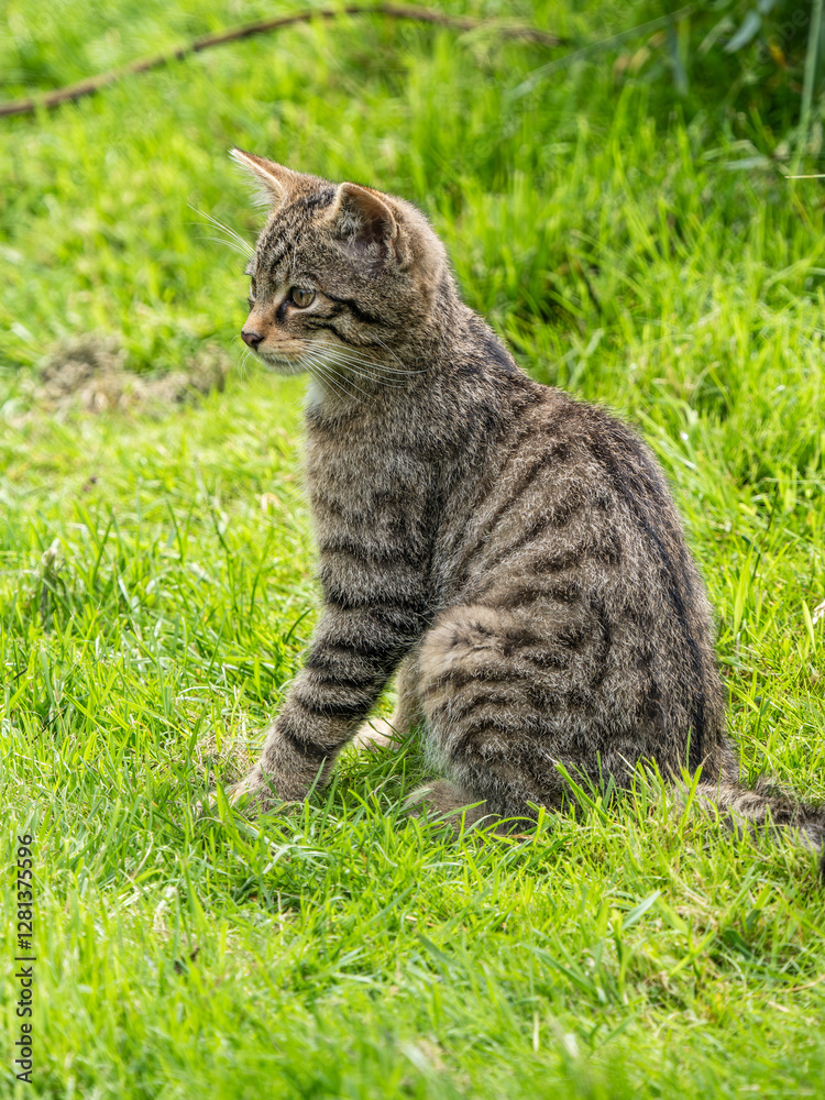 Scottish Wildcat Kitten in Grass