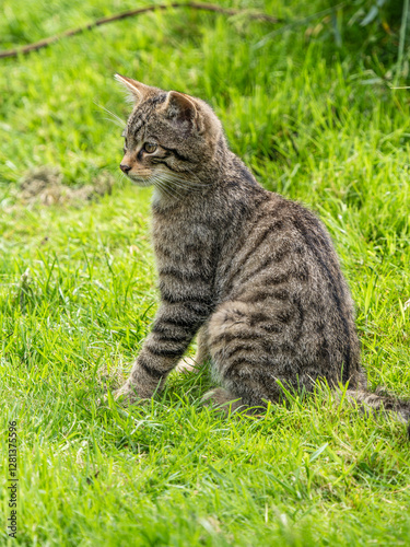 Obraz na płótnie Scottish Wildcat Kitten in Grass w salonie