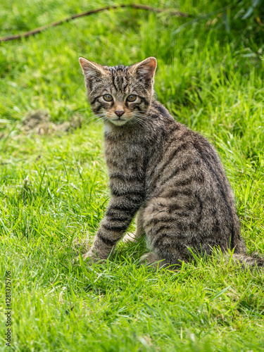 Obraz na płótnie Scottish Wildcat Kitten in Grass w salonie