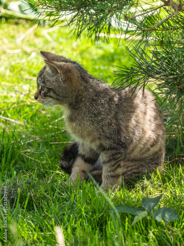 Scottish Wildcat Kitten in Grass